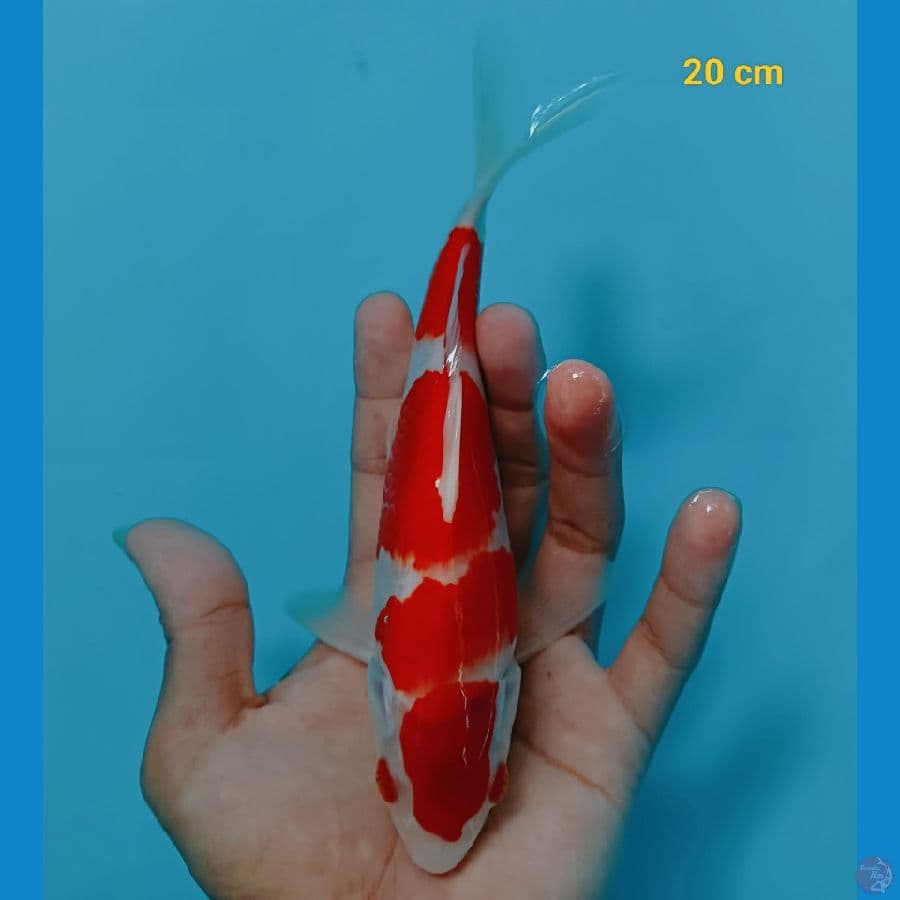 strong 20 cm