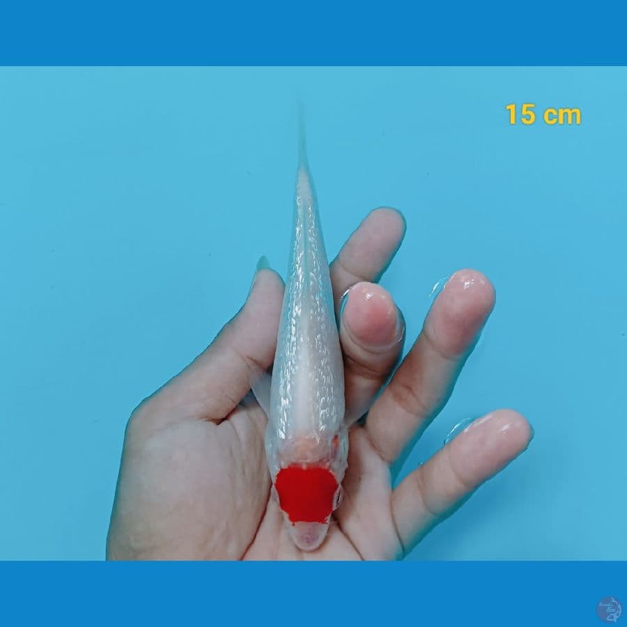 Tancho ginrin 15 cm