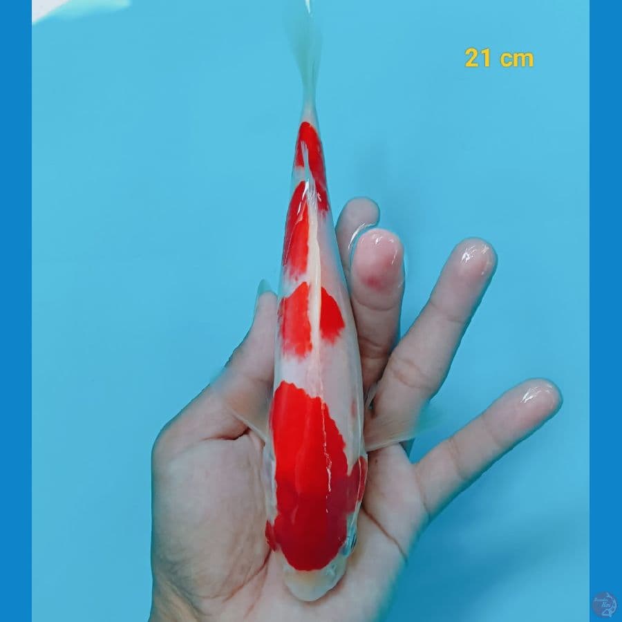 kohaku 21 cm