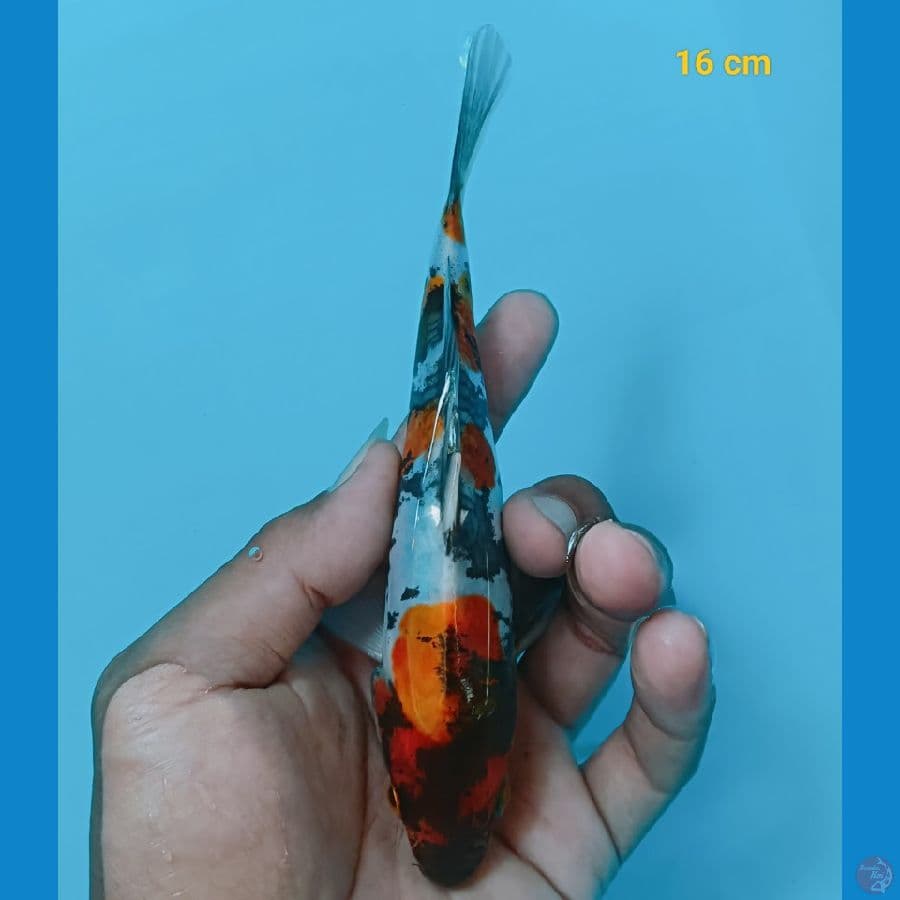 Showa doit 16 cm