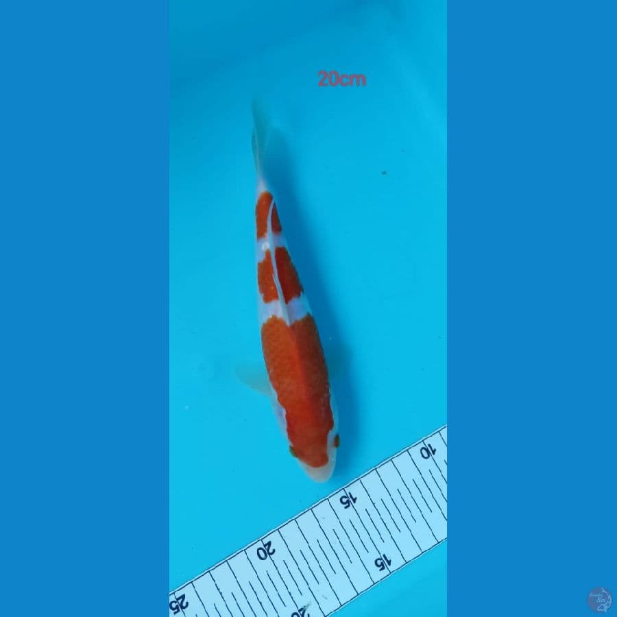 KOHAKU 20cm