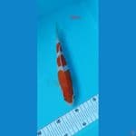 KOHAKU 20cm