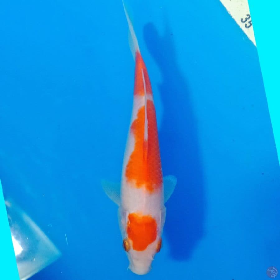 kohaku F1