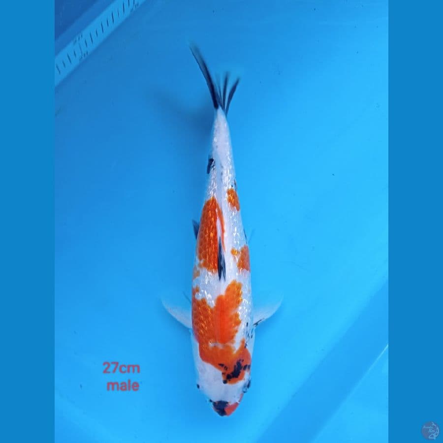 showa