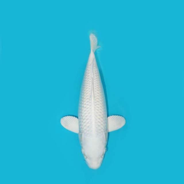PLATINUM PUTIH SALJU 36 CM