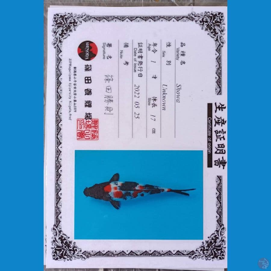 Shinoda Showa sz 23cm