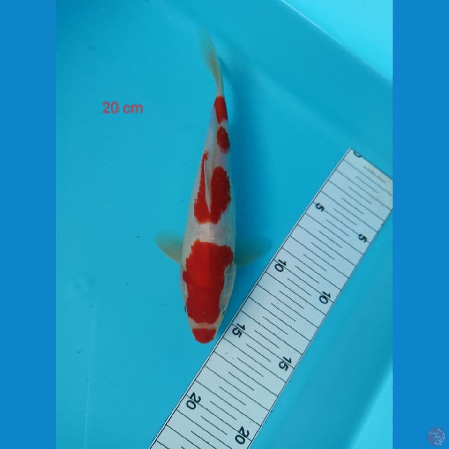 kohaku 20cm