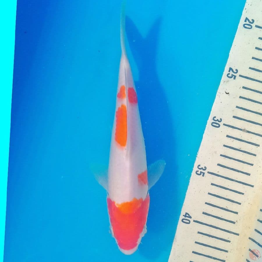 KOHAKU F1
