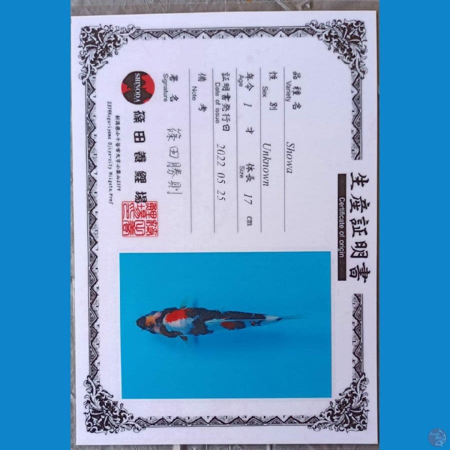 Shinoda Showa sz 22cm