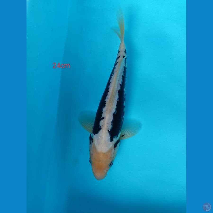 kumonryu 24 cm