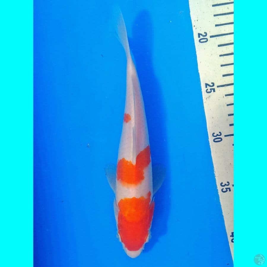 Kohaku F1