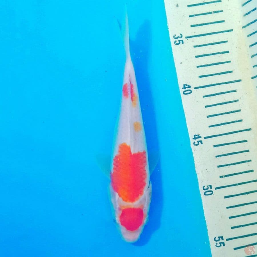 kohaku F1