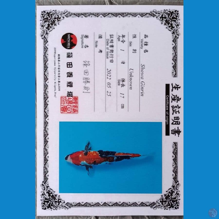 Shinoda Showa ginrin sz 20cm