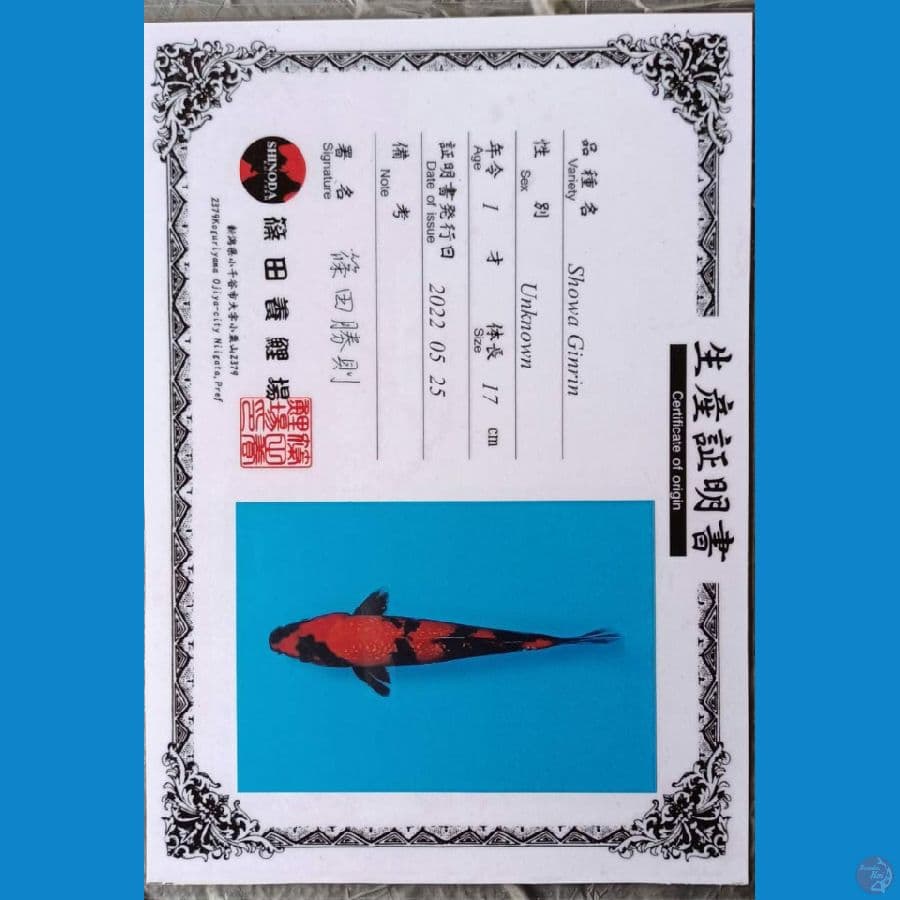 Shinoda Showa Ginrin sz 23cm