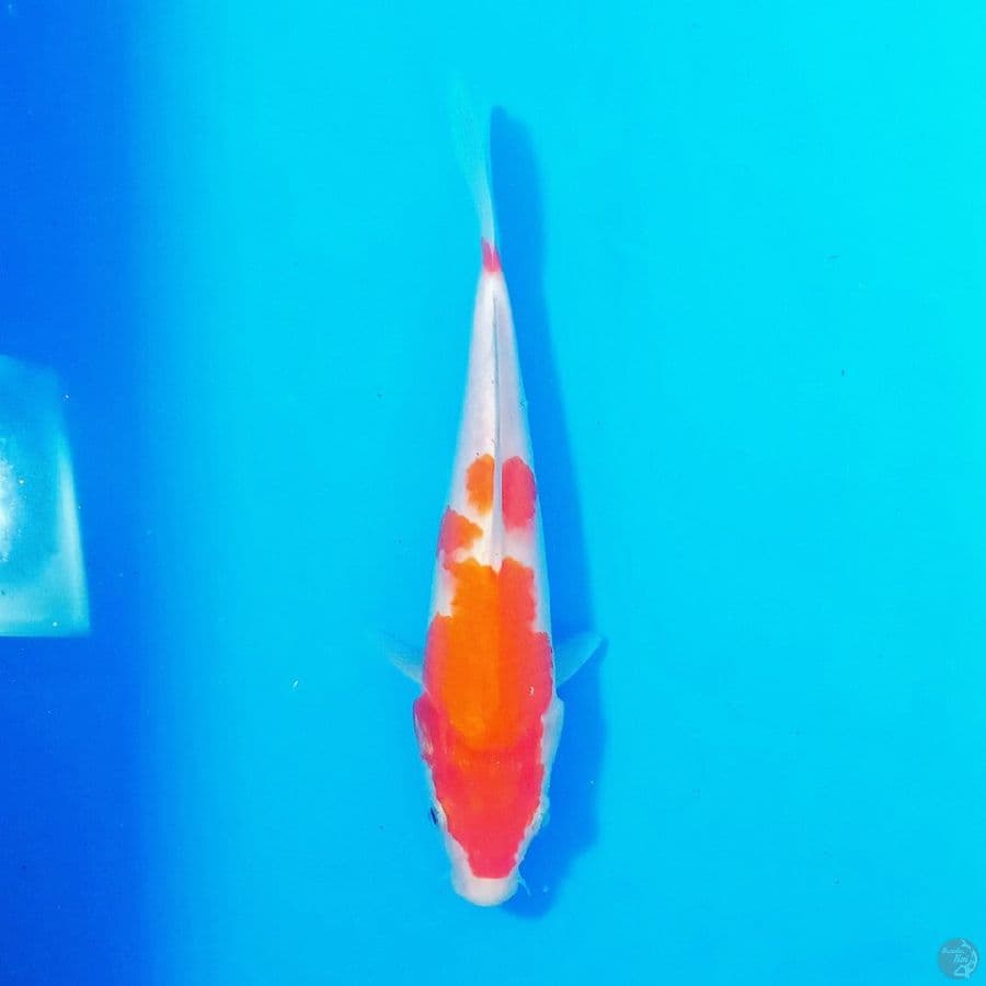 kohaku F1