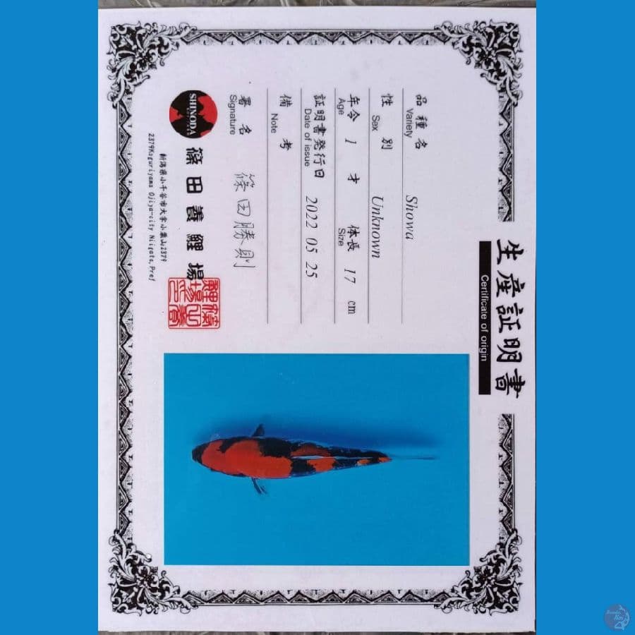 Shinoda Showa sz 23cm