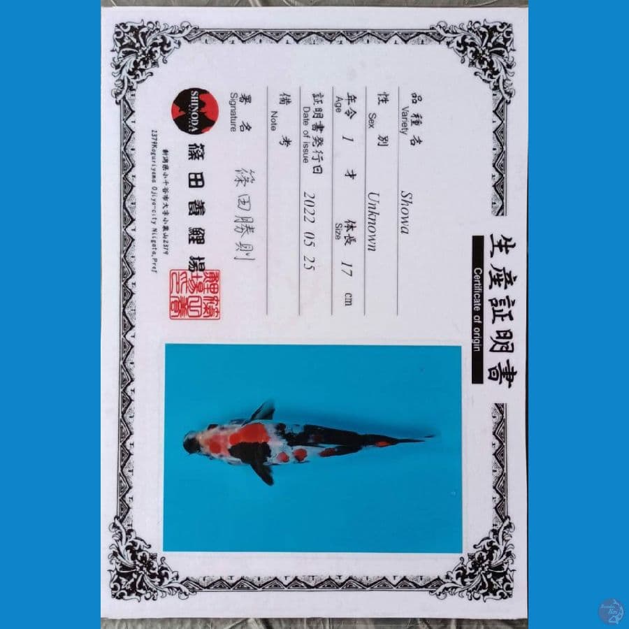 Shinoda Showa sz 24cm