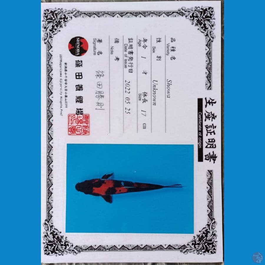 Shinoda Showa sz 25cm