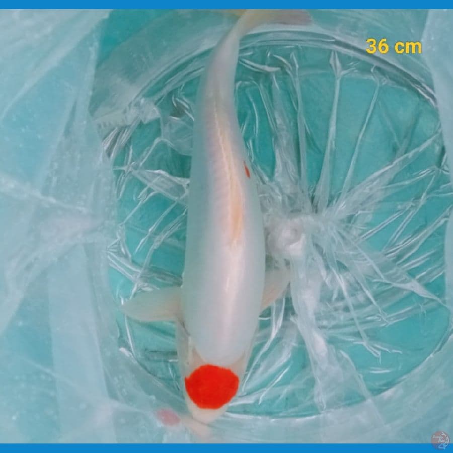 male 36 cm