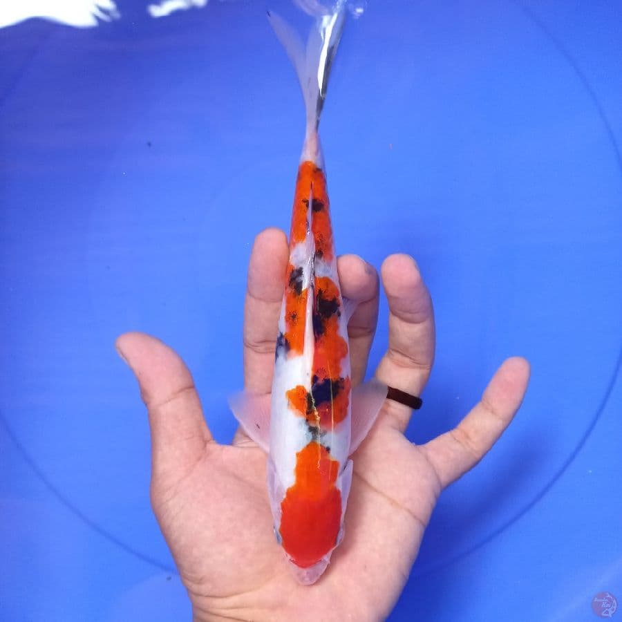 *SANKE//21 CM*