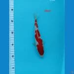KOHAKU 20cm