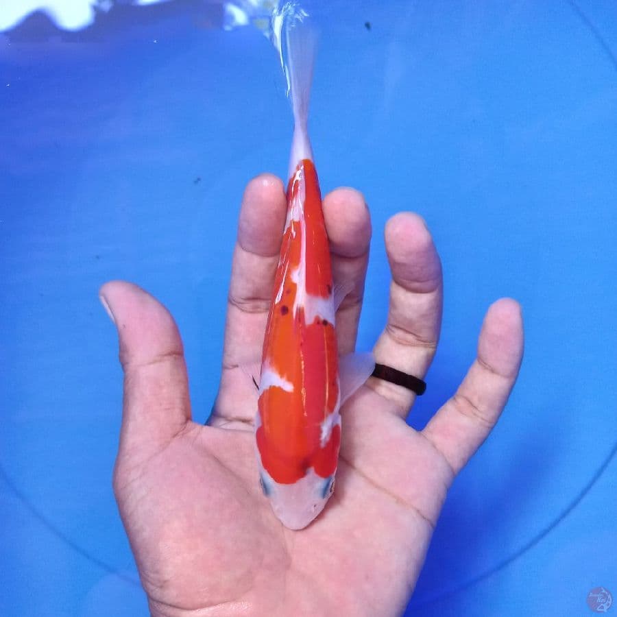 *INNAZUMA SANKE// 16 CM*