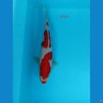 KOHAKU 21cm