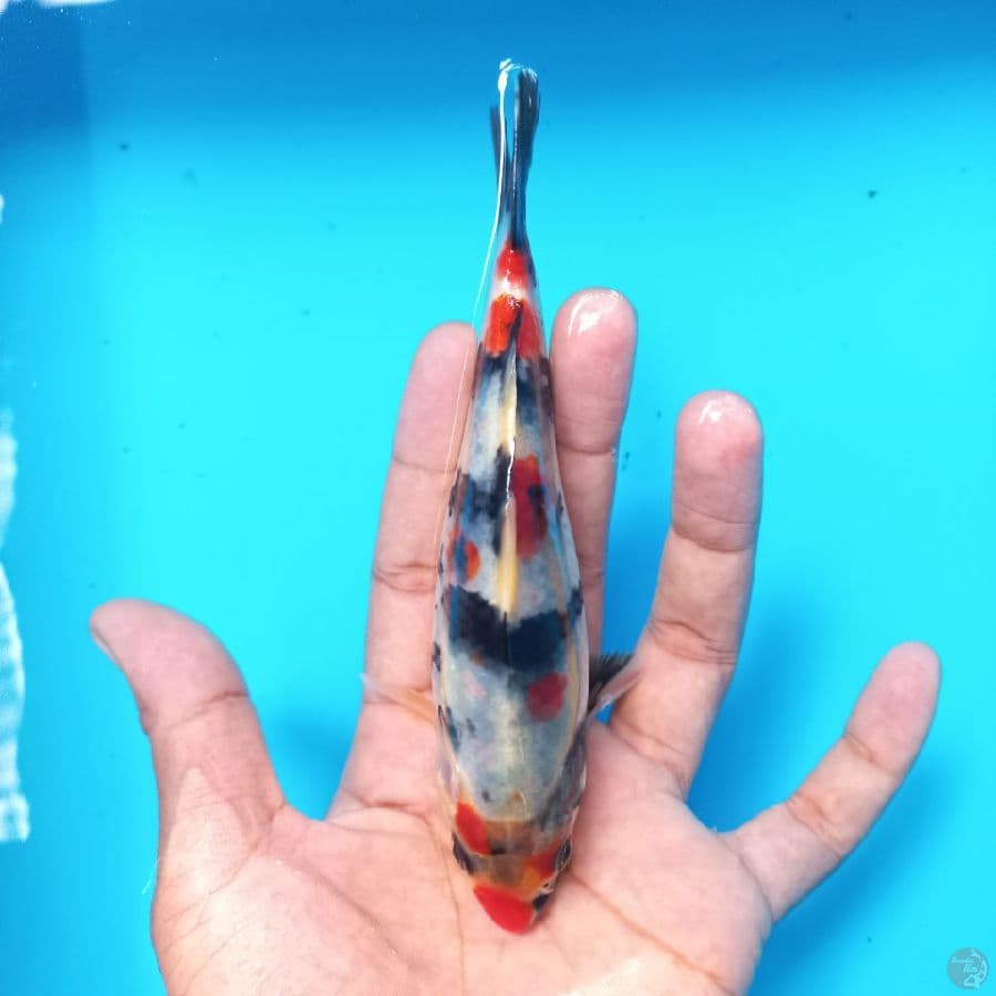 *SHOWA//ML/ 17 CM*