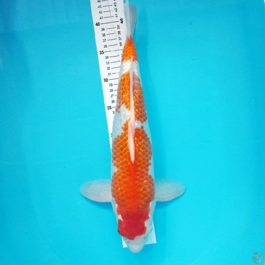 *KOHAKU GINDRIN//FM/44 CM*