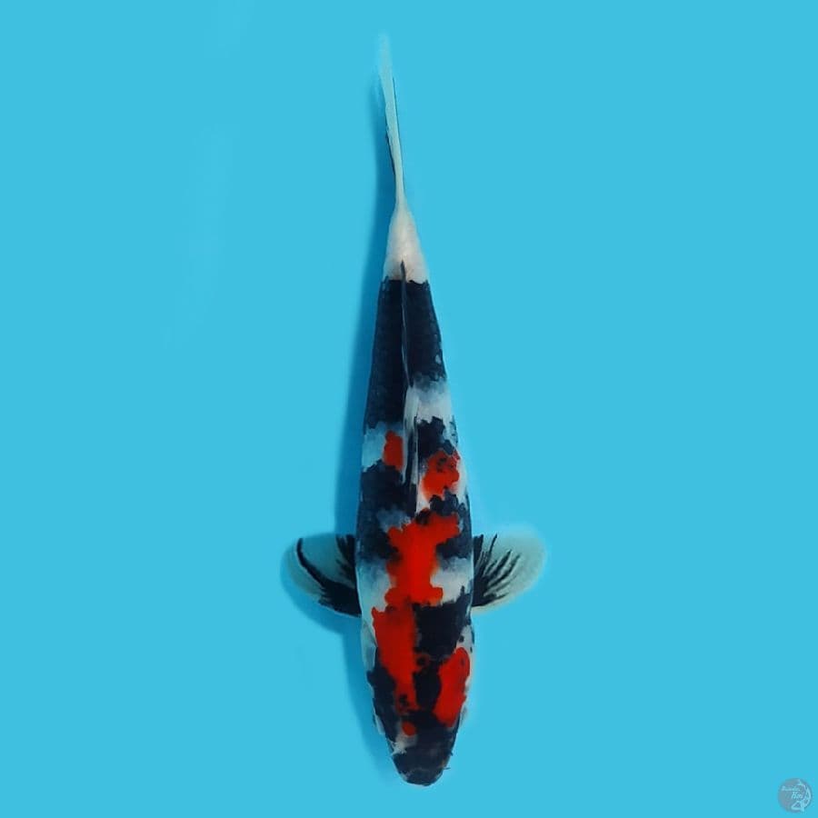 Showa sanshoku 18cm