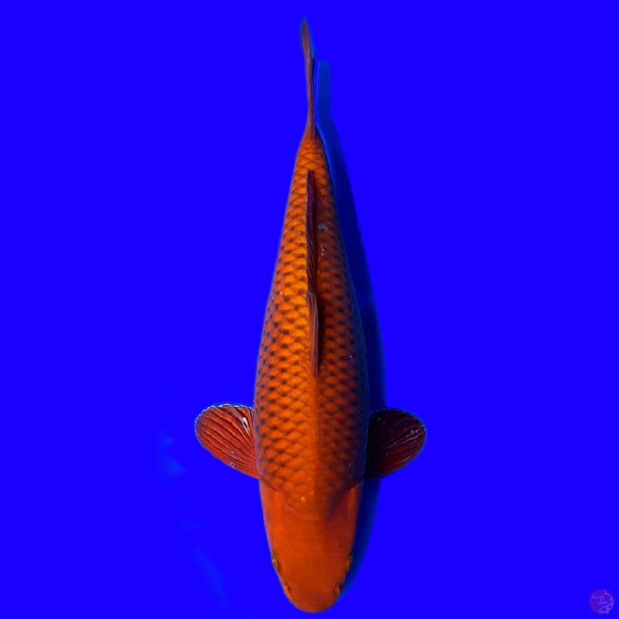 CHAGOI TEMBAGA BULKY 40CM~female