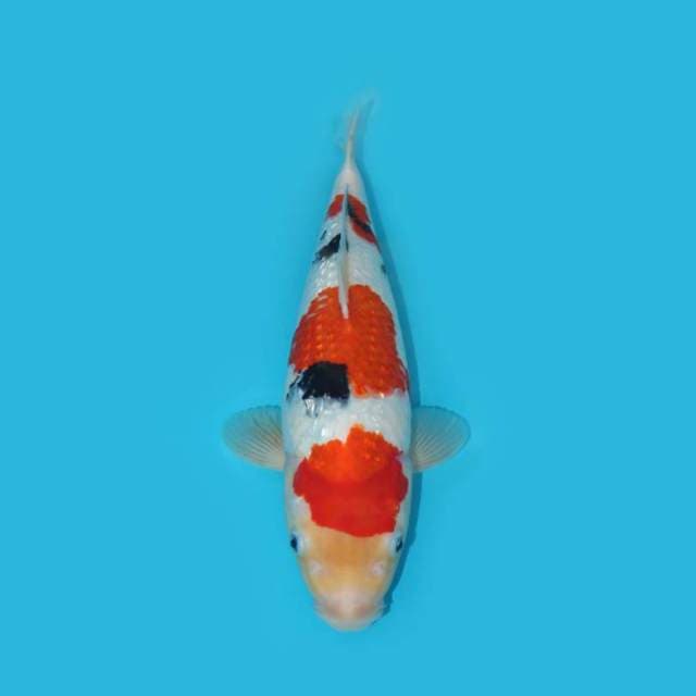 MARUTEN SANKE GINRIN F1 BERPUNUK 35 CM