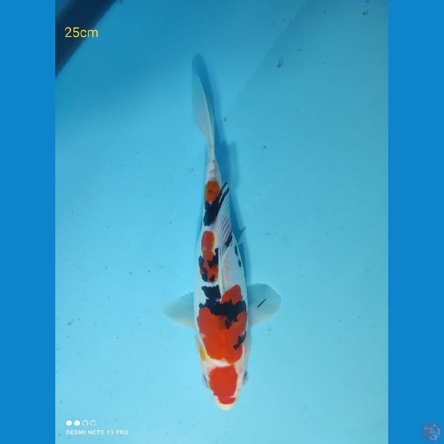 Sanke Doit, 25cm