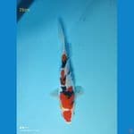 Sanke Doit, 25cm