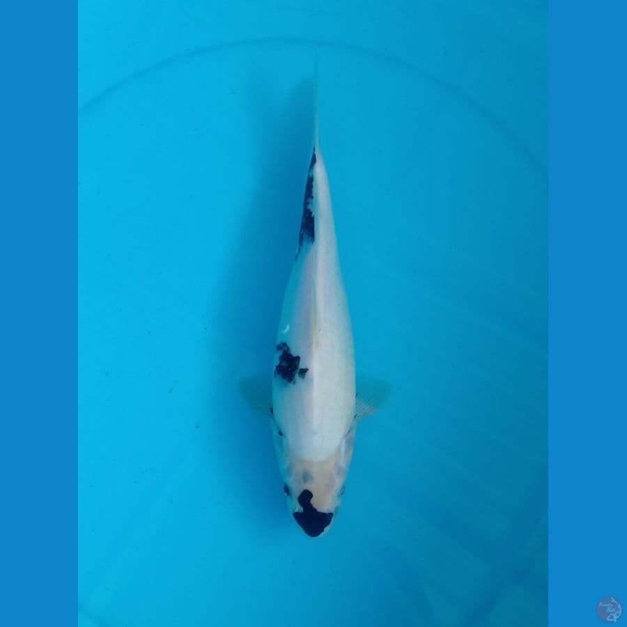 NIKISAE 05. SHIROY TATEGOI // 30CM