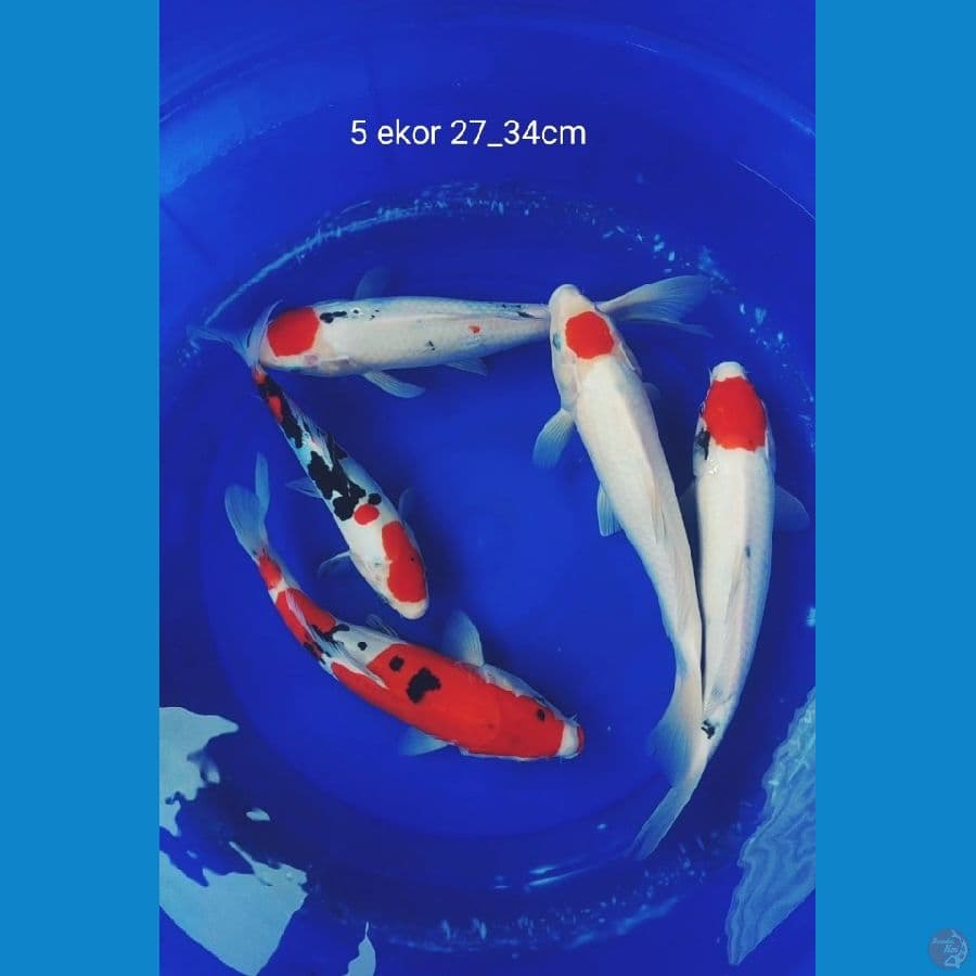 PAKET SANKE DOITSU&SISIK 5 EKOR 27_34CM
