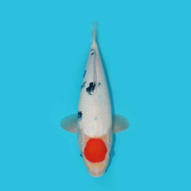 TANCHO SANKE F1 ORIGINAL 36 CM