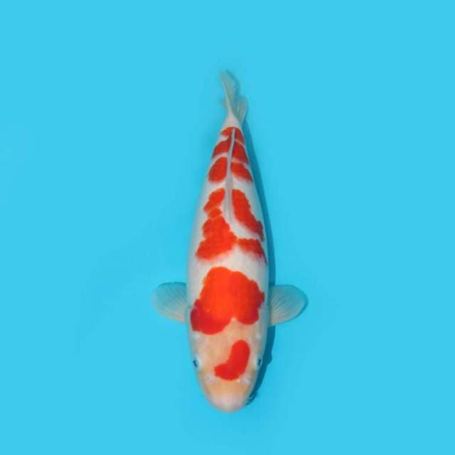 KOHAKU SAKURA F1 BERPUNUK 34 CM