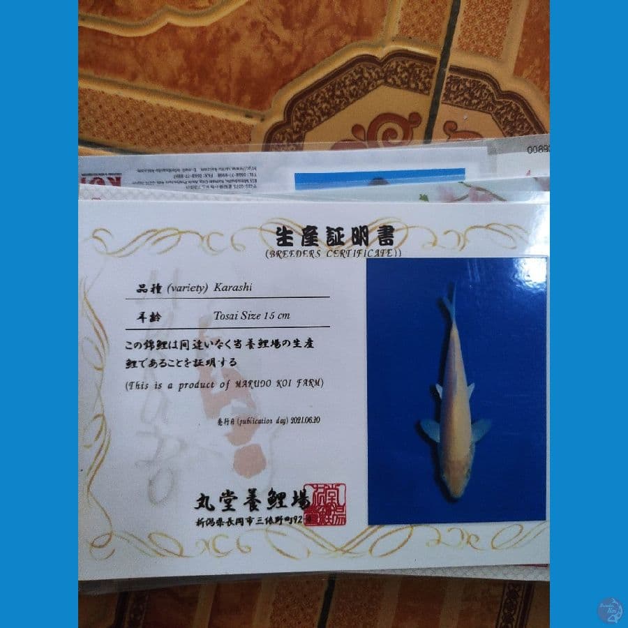 Karasi 55cm