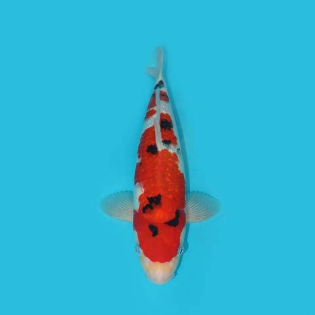 SHOWA GINRIN F1 BERPUNUK 34 CM