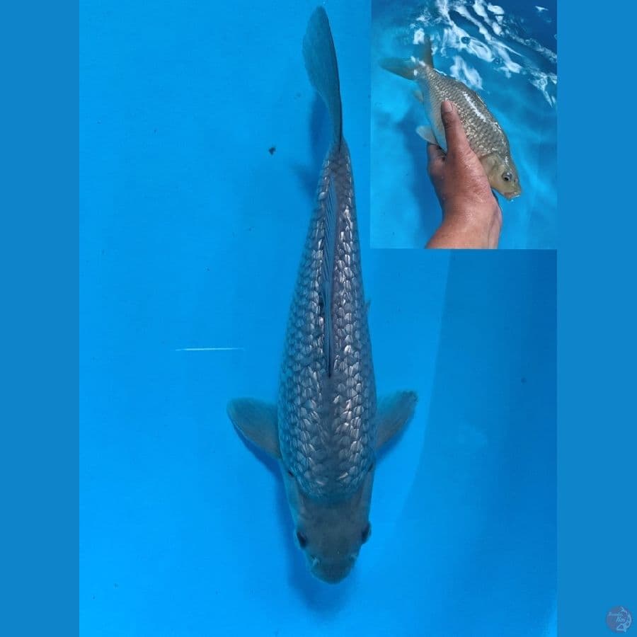 HQ soragoi bulky male 26cm  