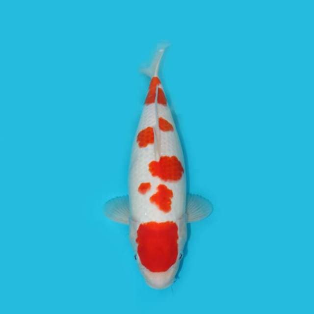 MARUTEN KOHAKU F1 BERPUNUK 37 CM