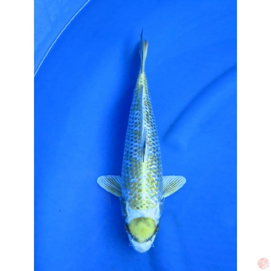 35cm , Super Unique