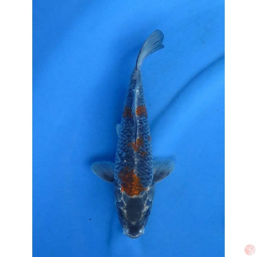 26cm , Kogane Ochiba
