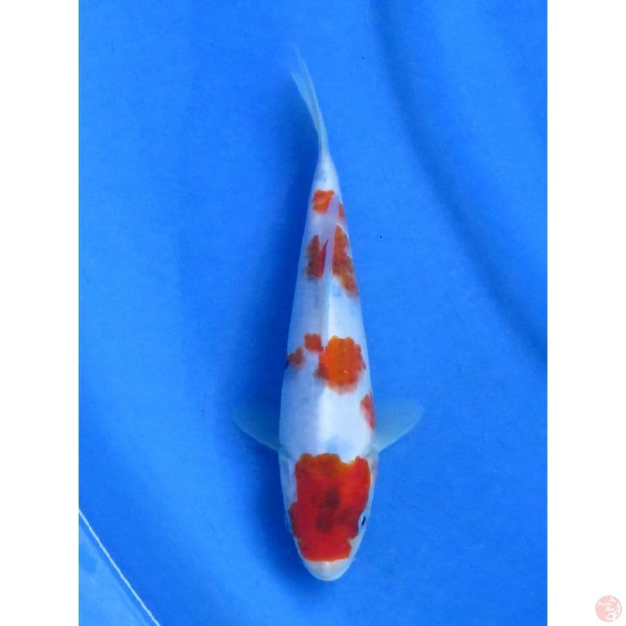 20cm , Showa Tategoi F1 