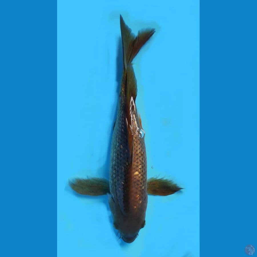 kumpay cagoi ginrin padat // 30cm