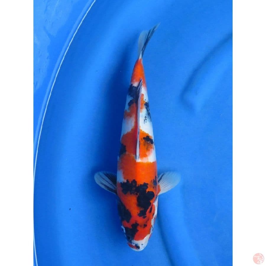 34cm ,Fml - Showa Tategoi