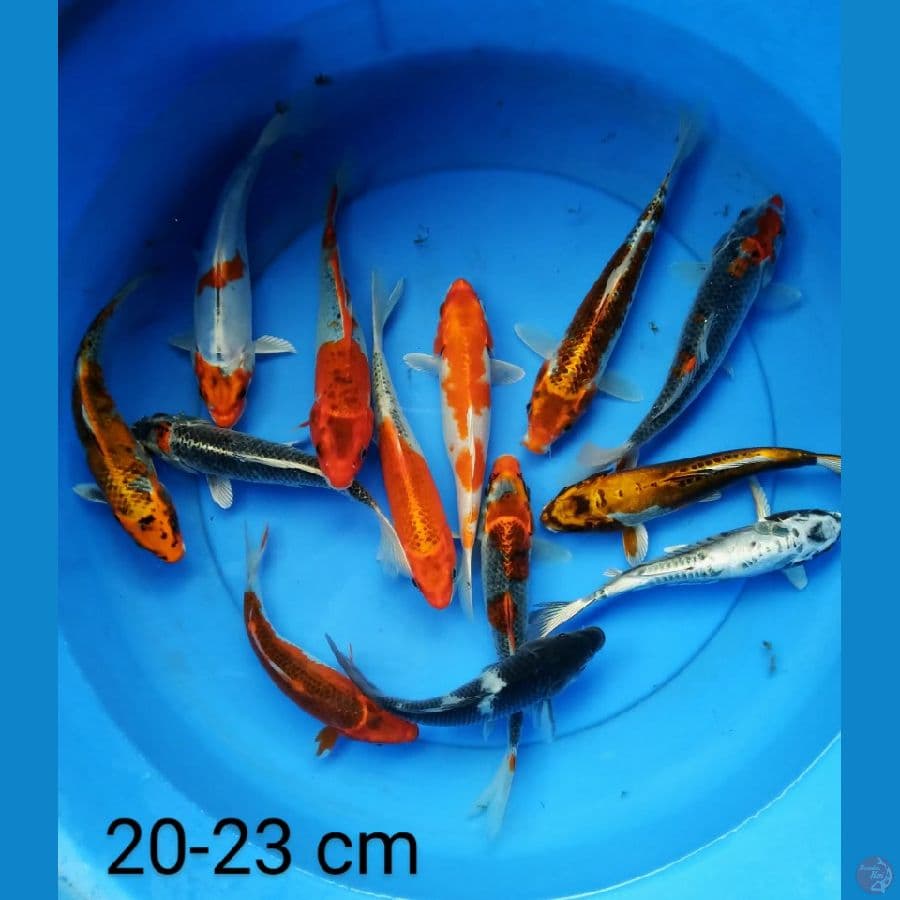 paket mix 13 ekor 20-24 cm