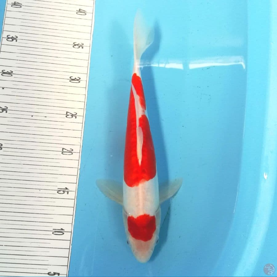 kohaku