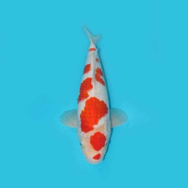 KOHAKU F1 BODY BULKY 38 CM